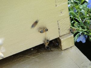 Bees-7_gallery