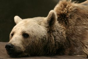 Sad bear