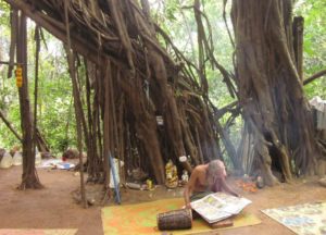 banyan1