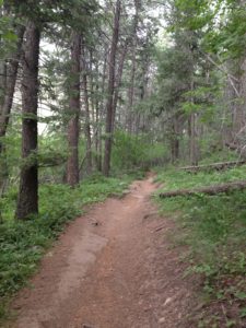 Enchanted Forest Single Track
