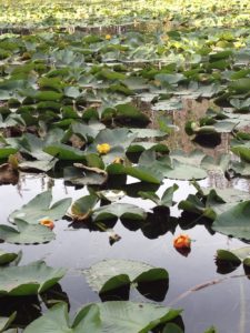 Lily Pad Lakes in Bloom