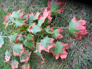 Courtesy of,"The Davey Tree Expert Company"