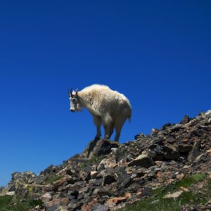 Perched Mountain Goat