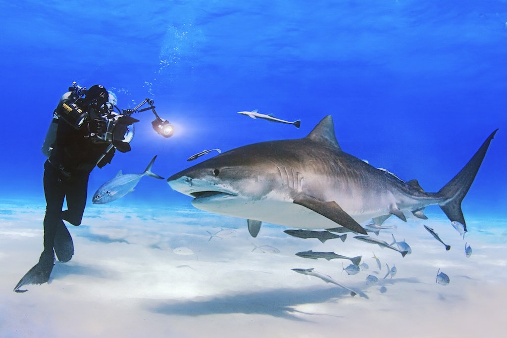 David Doubilet photographs a tiger shark in Bahama Banks. Photo courtesy of Beyers PR.