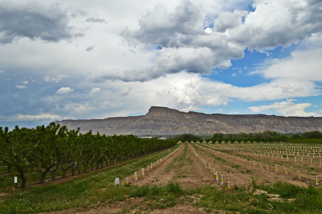 An Insider's Guide to Exploring Palisade This Summer 303 Magazine