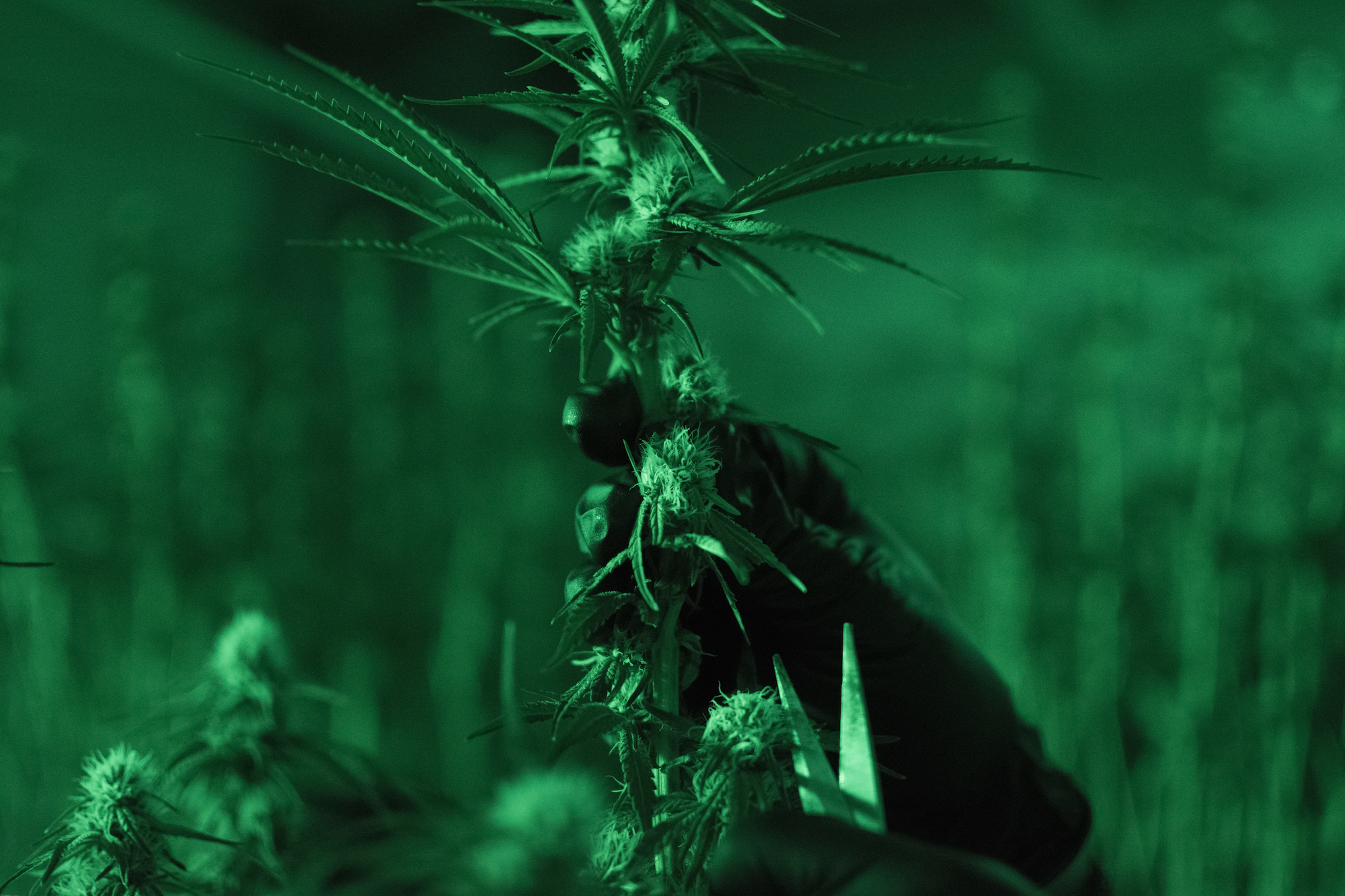 Joshua Haupt, Sina Ghozati, Three A Light