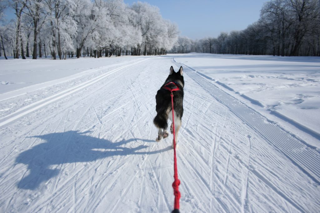 canine skijoring