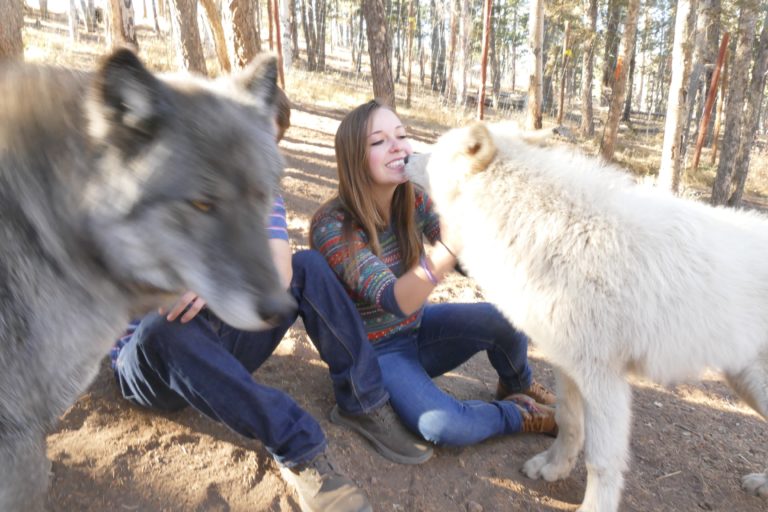 Get Up Close and Personal with Wolves at Colorado Wolf and