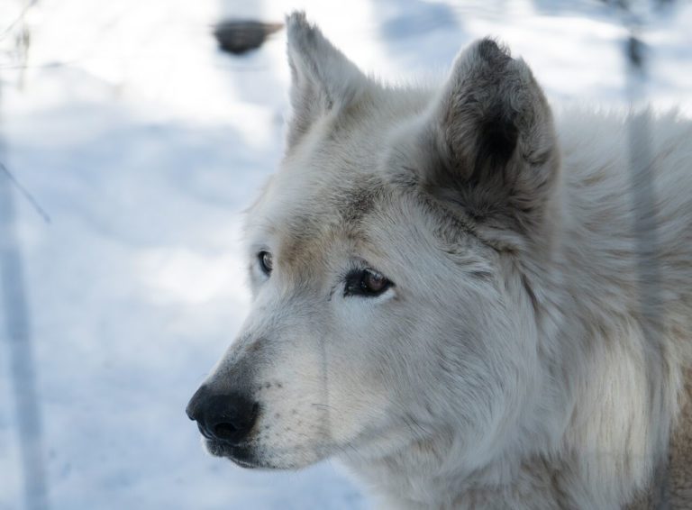 Get Up Close and Personal with Wolves at Colorado Wolf and Wildlife Center