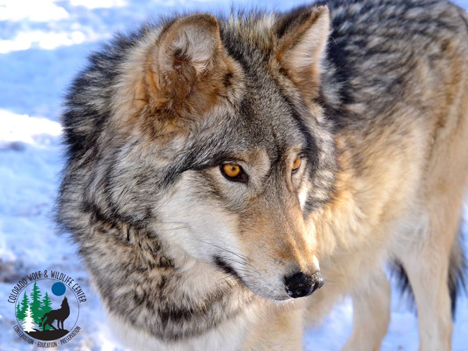 Colorado Wolf and Wildlife Center,