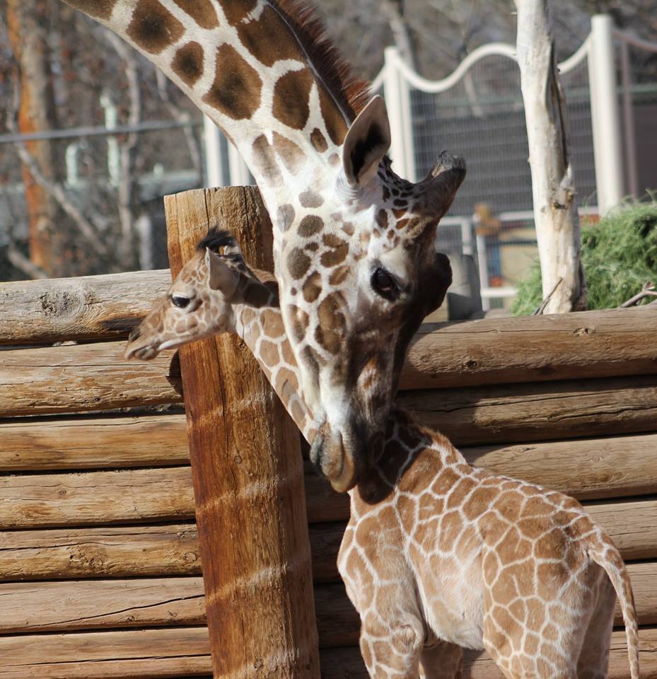 Baby giraffe, Dobby, and his mother, Kipele.