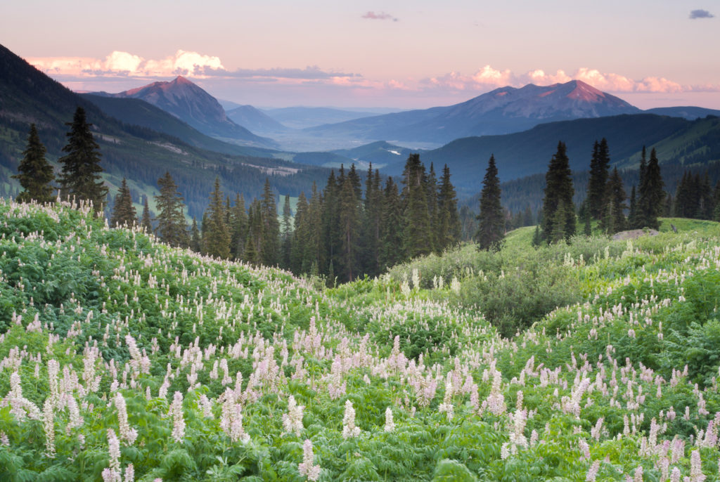 9 Best Hikes to See Wildflowers This Spring and Summer 303 Magazine