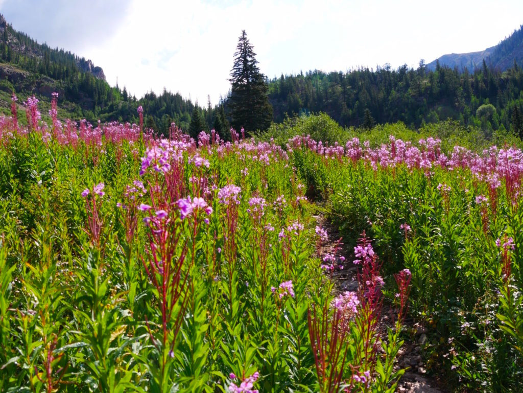 9 Best Hikes to See Wildflowers This Spring and Summer 303 Magazine