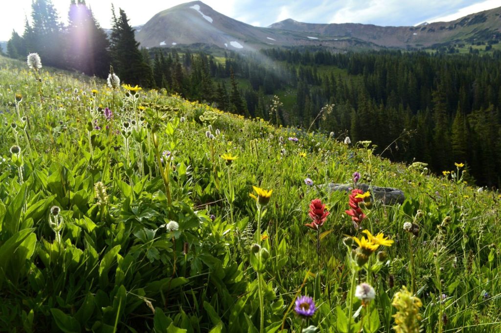 9 Best Hikes to See Wildflowers This Spring and Summer 303 Magazine