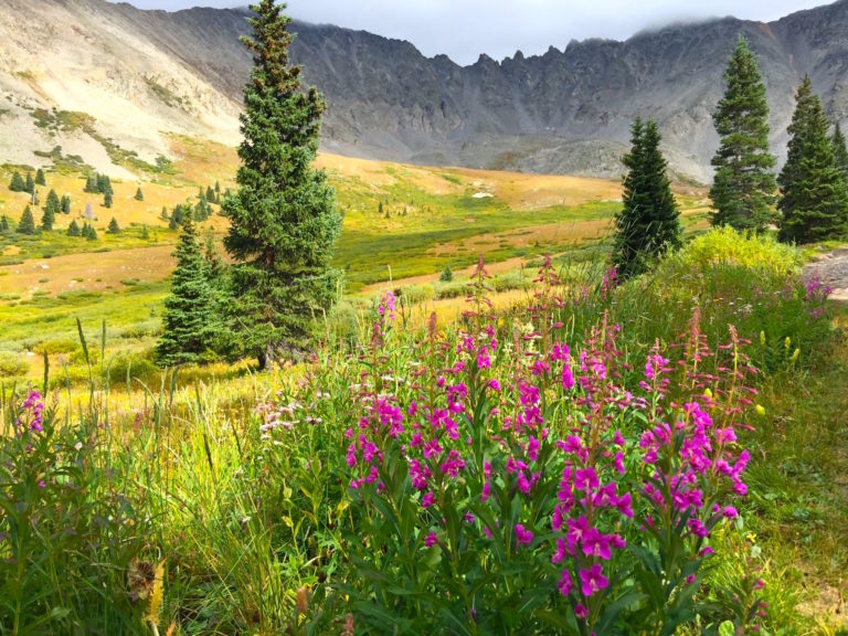 9 Best Hikes to See Wildflowers This Spring and Summer 303 Magazine
