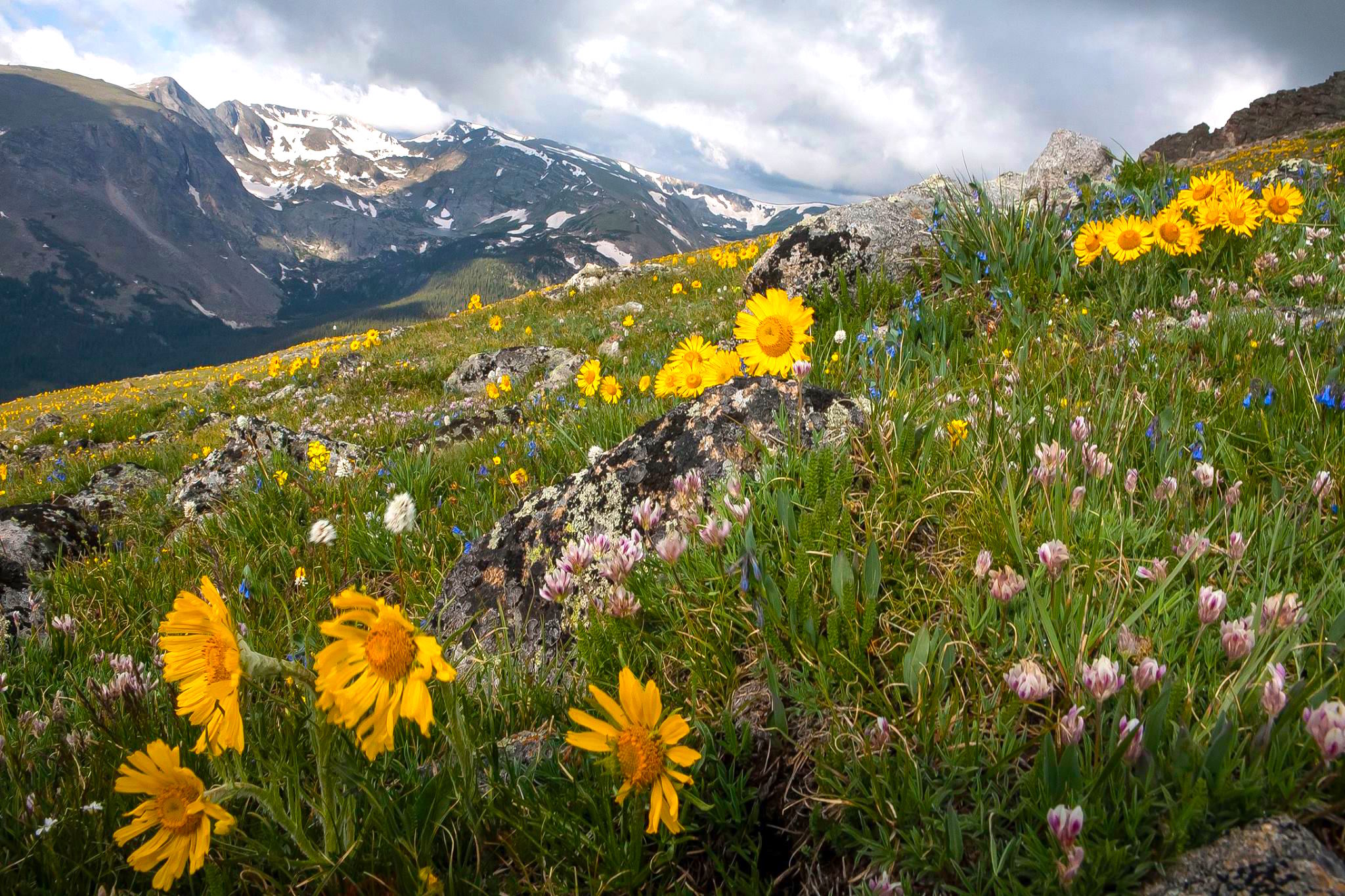 Find Colorado Wildflower Peak Season