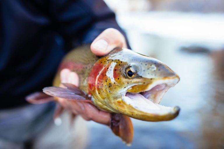 11 of Denver's Best Fishing Spots to Enjoy this Summer