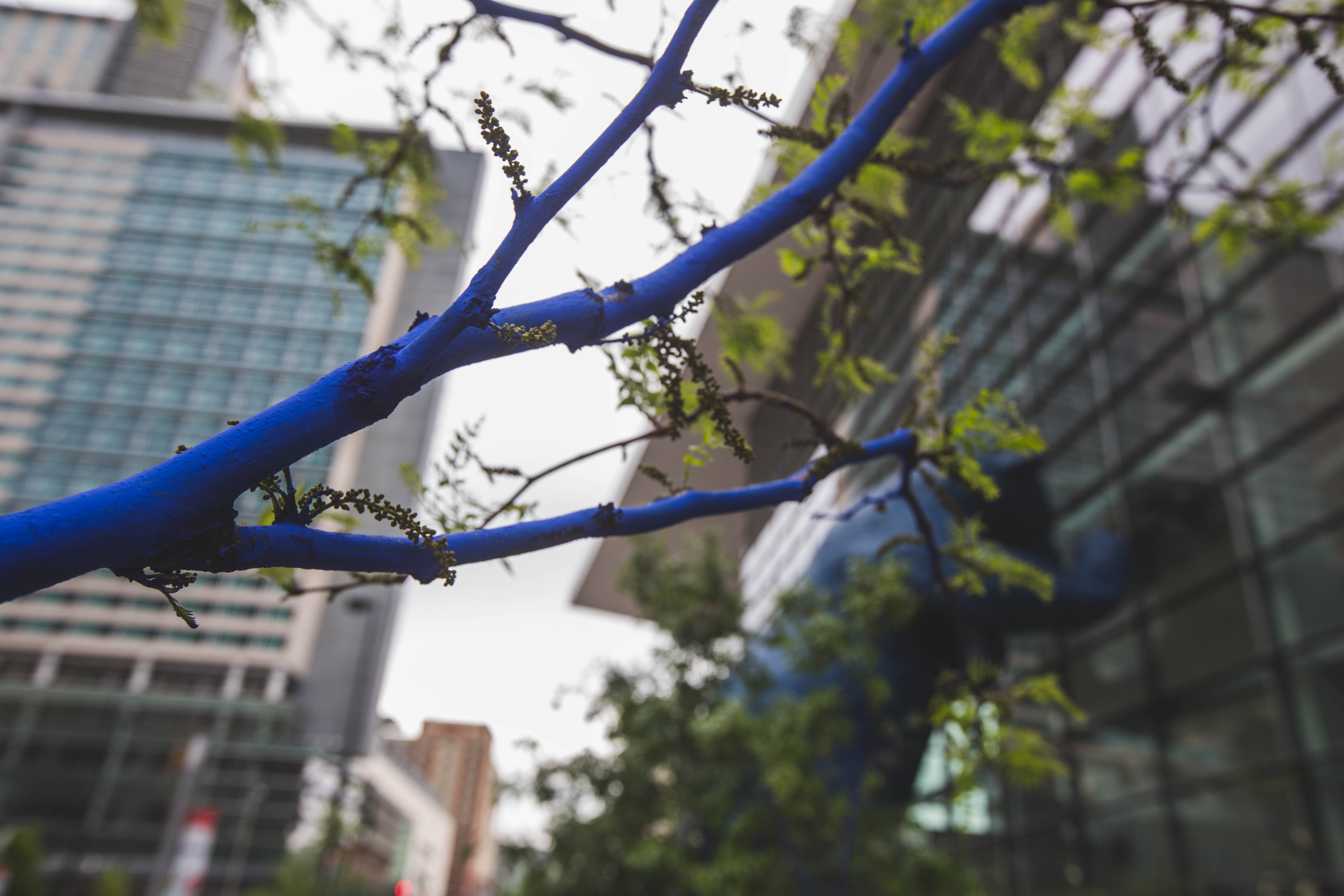 Konstantin Dimopoulos Blue Trees Denver, Kyle Cooper, 303 Magazine, Cori Anderson