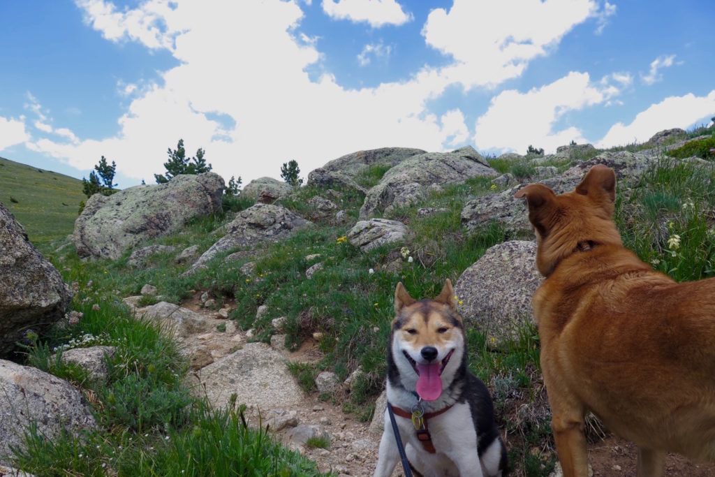 Everything You Need to Know About Hiking With Your Dog in Colorado