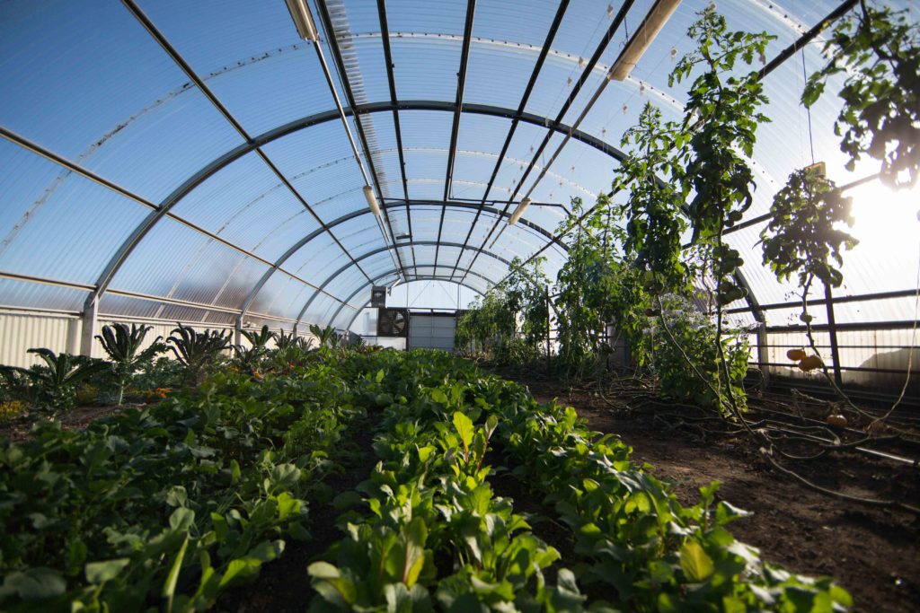 Tips From Local Urban Farmers To Turn Your Backyard into a Functional ...