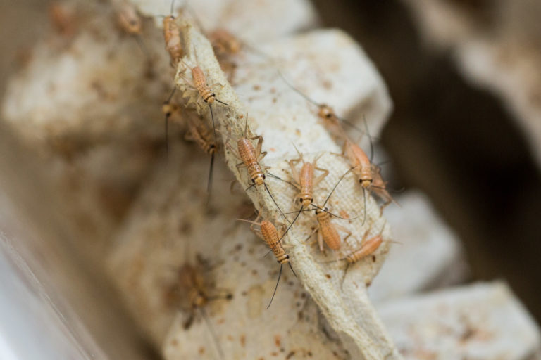 Get a Look Inside Colorado's First and Only Edible Insect 'Ranch' - 303 ...