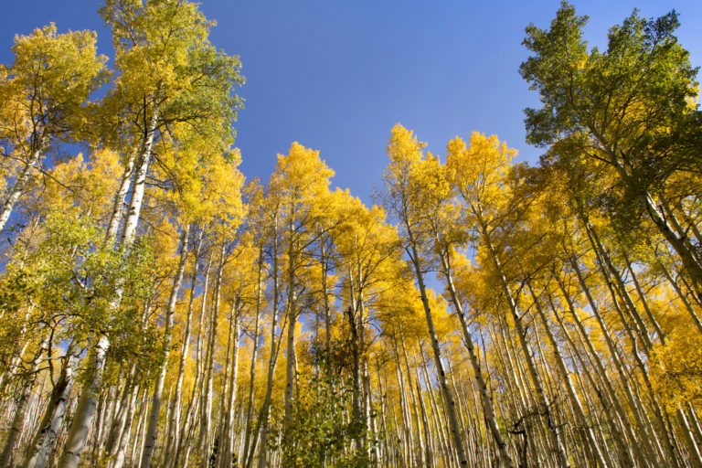 A Mapped Guide to Great Fall Hikes in Colorado - 303 Magazine