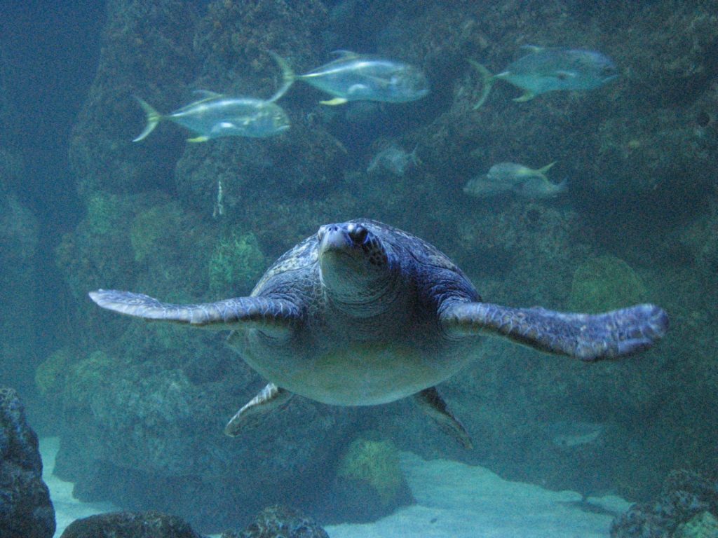 Denver Aquarium and Museum of Nature & Science Announce Their Re