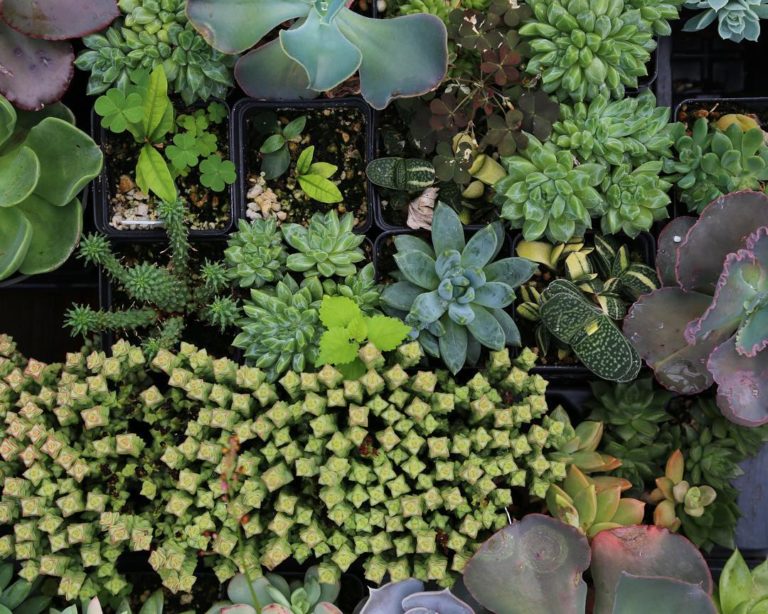 A GreenThumbed Guide to Denver�s Best Plant Stores 303