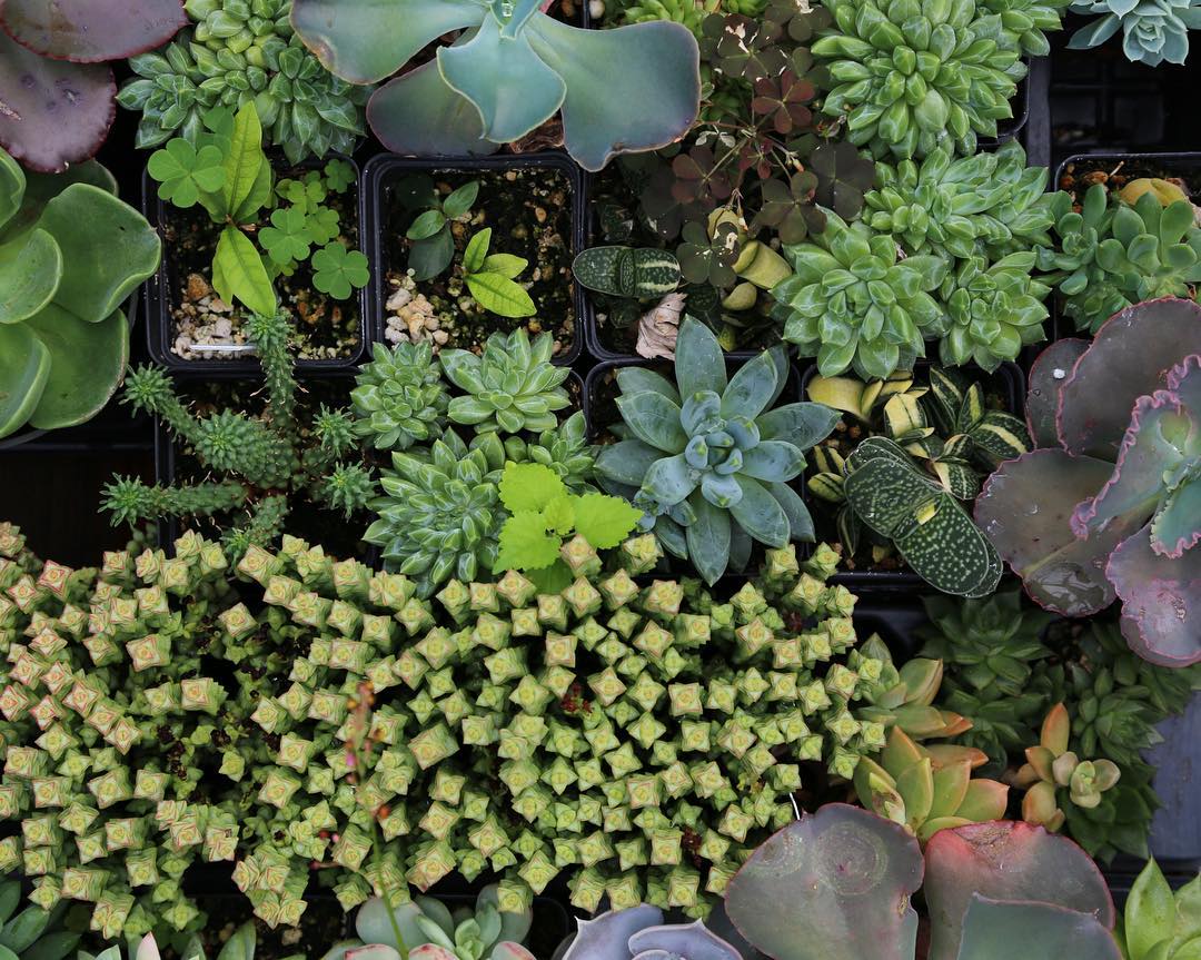 A Green Thumbed Guide To Denver S Best Plant Stores 303 Magazine