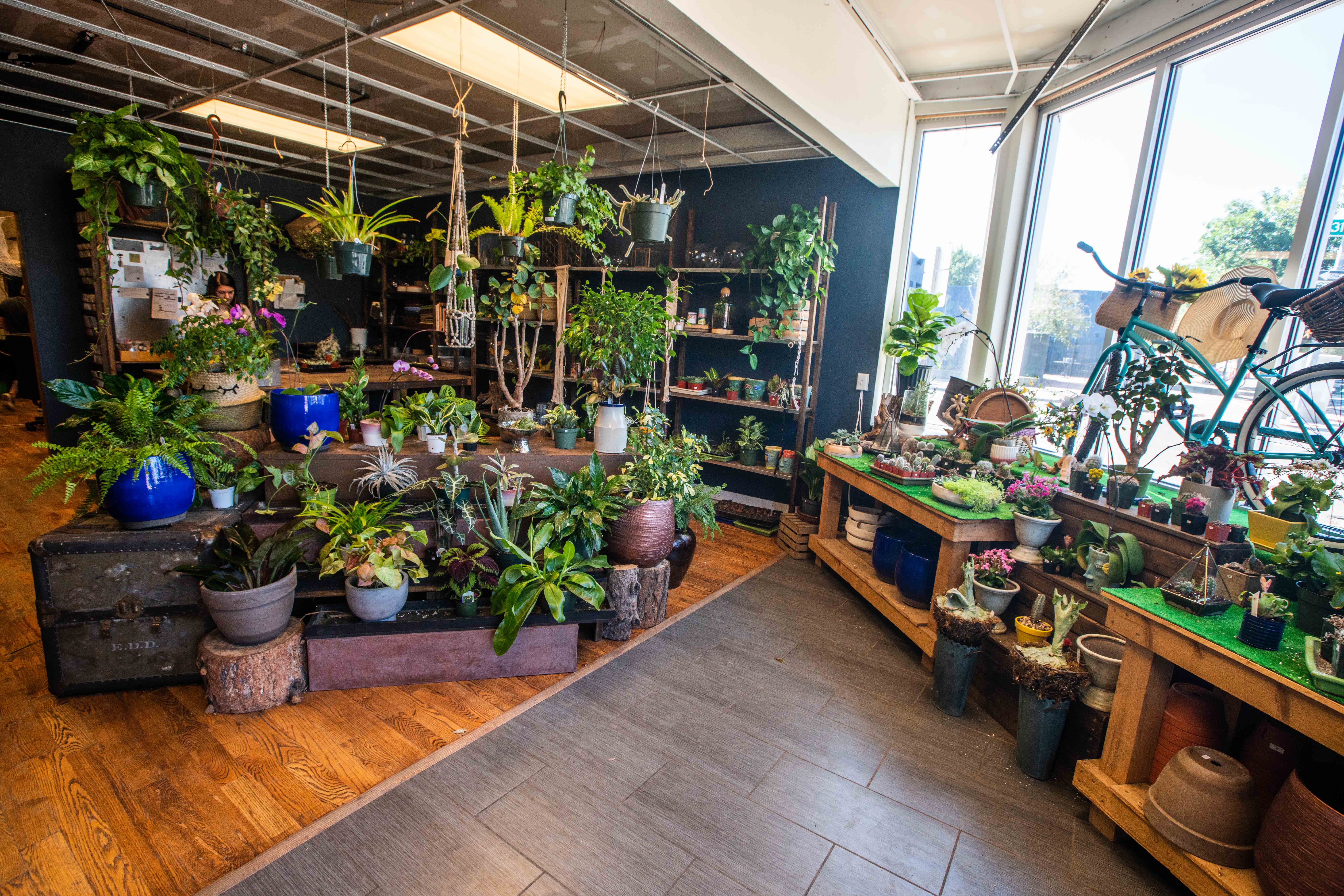 Best Boutique Plant Shops in Denver
