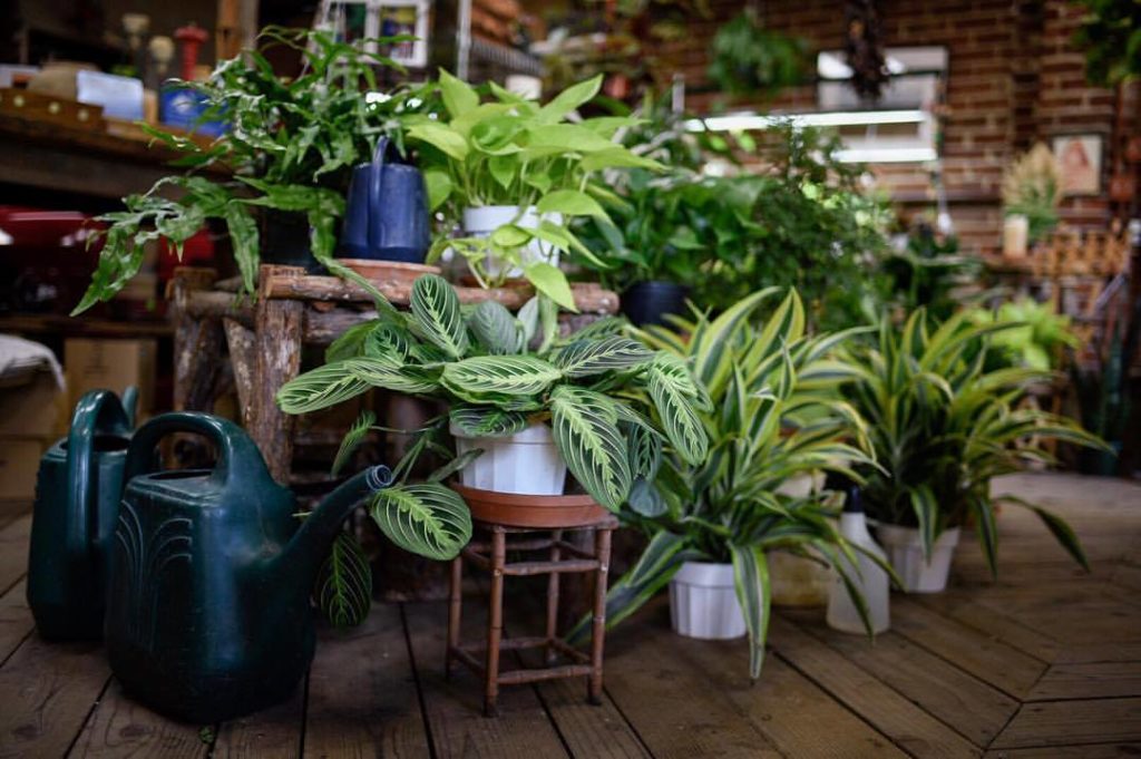 A GreenThumbed Guide to Denver�s Best Plant Stores 303