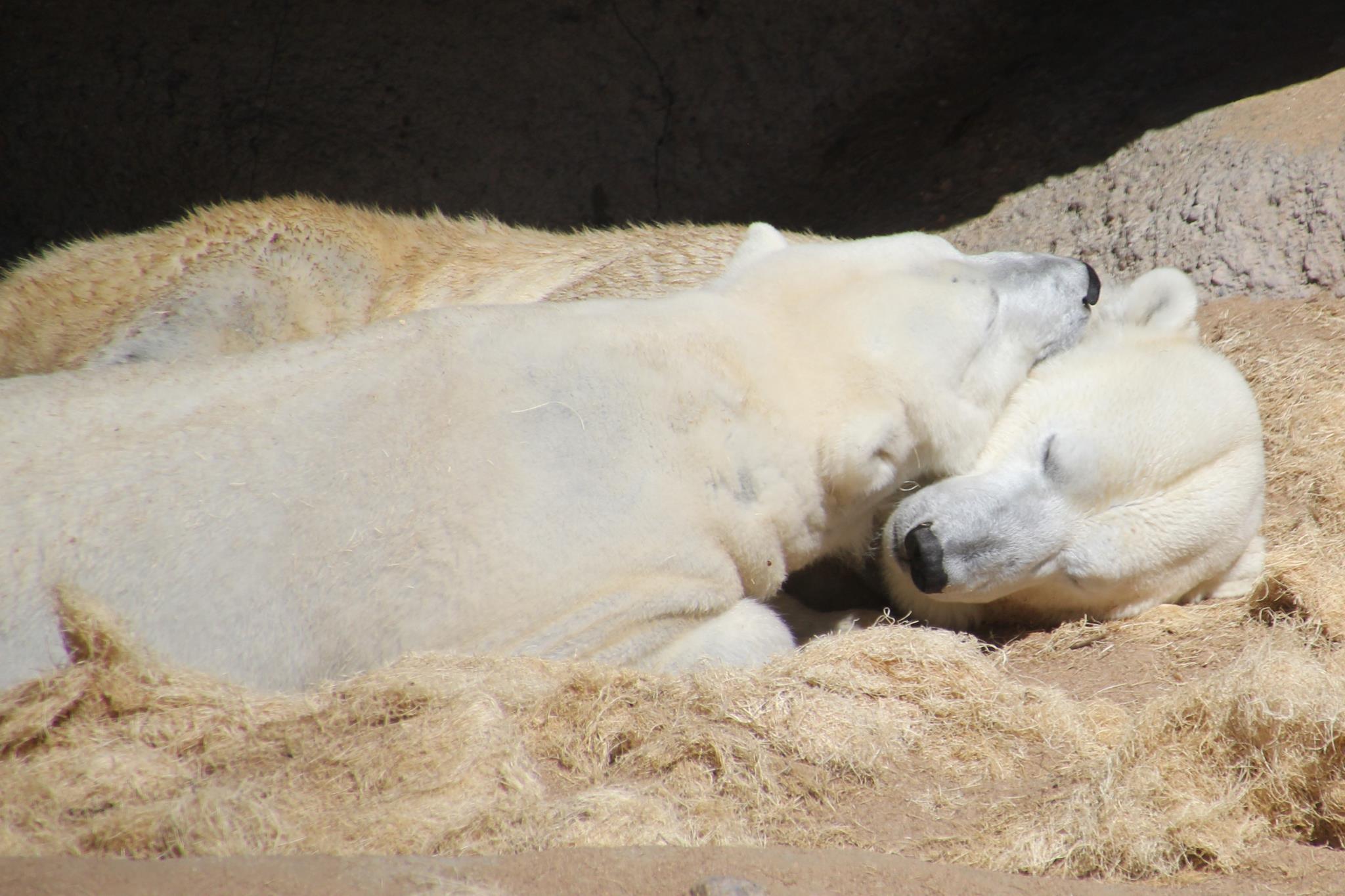 Polar Bears, Things To Do