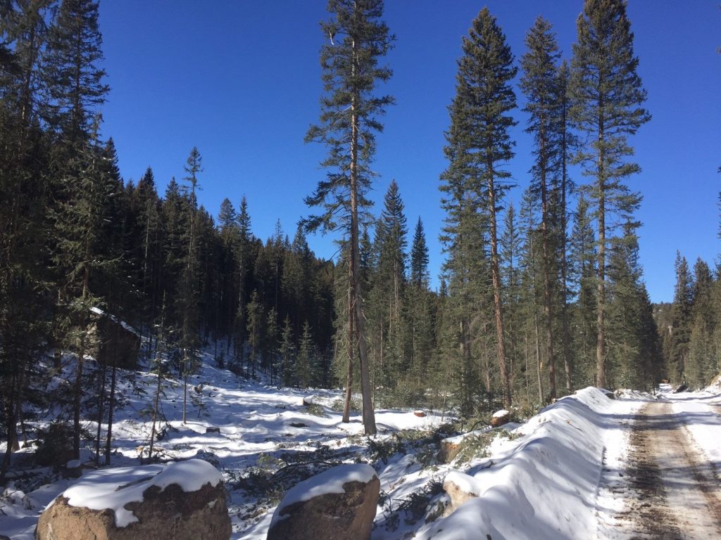 Where to Legally Cut Down Your Own Christmas Tree in Colorado 303