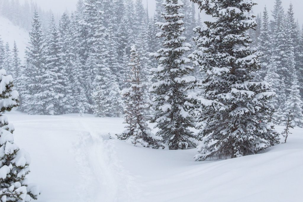 Where to Legally Cut Down Your Own Christmas Tree in Colorado 303 Magazine