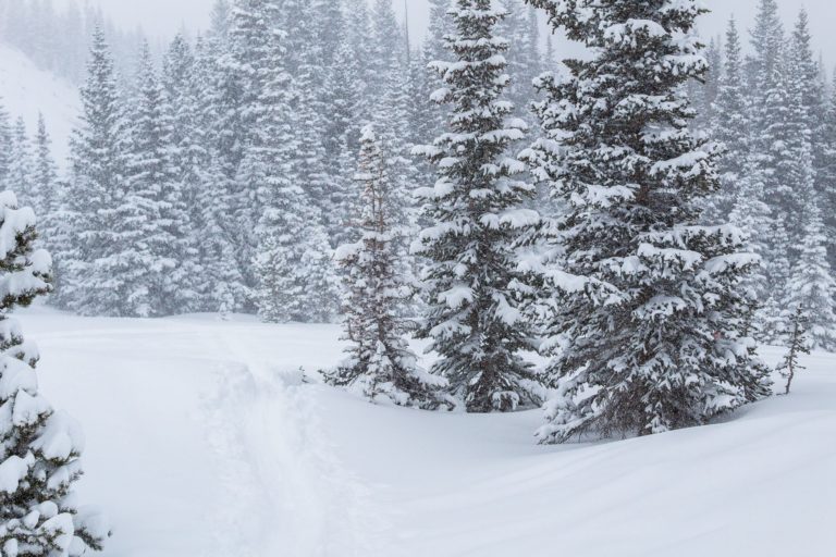 Where to Legally Cut Down Your Own Christmas Tree in Colorado 303