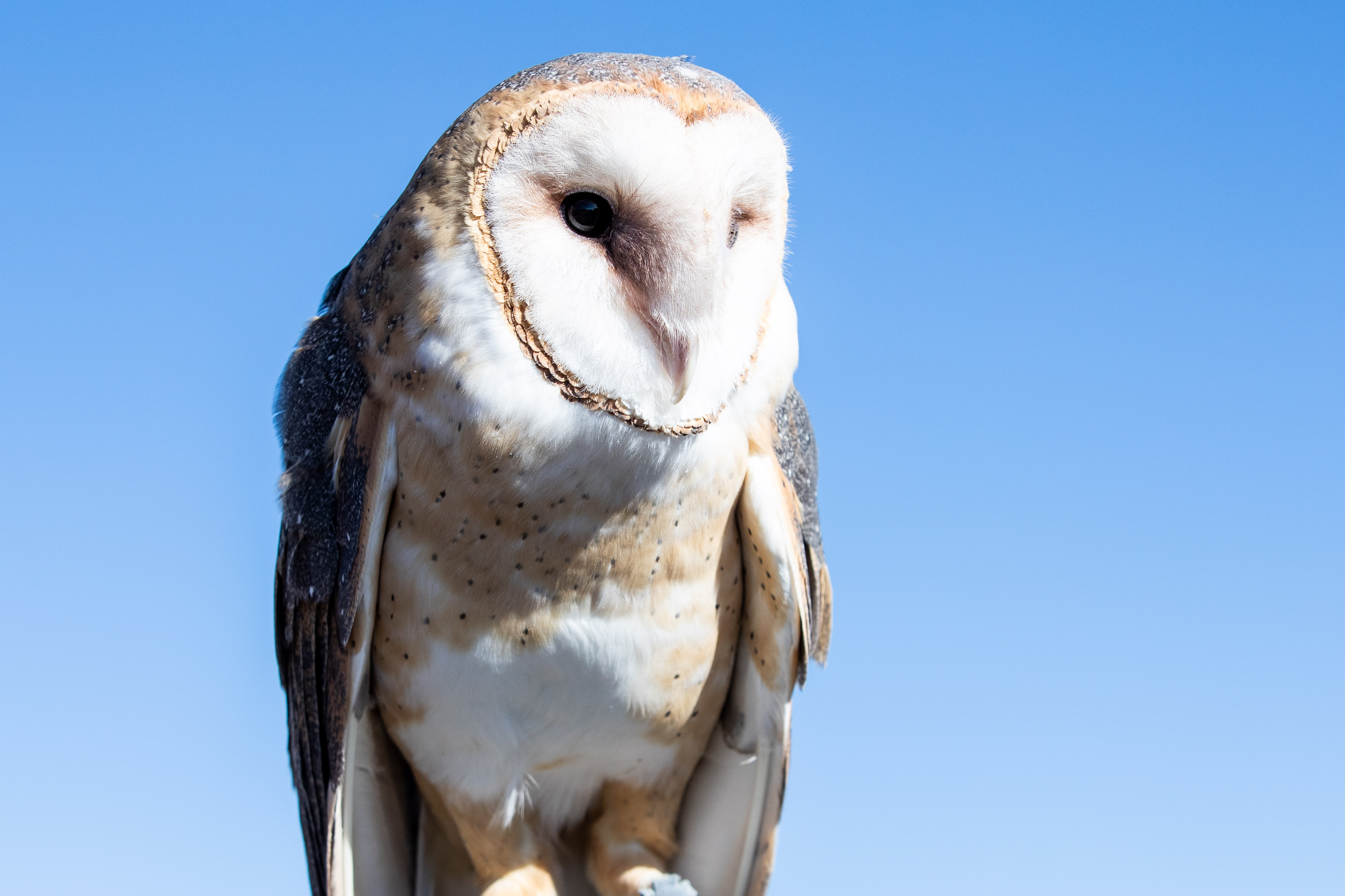 Is there a difference between a raptor and a bird of prey? - The Wolf Center