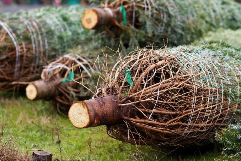 Where to Legally Cut Down Your Own Christmas Tree in Colorado - 303 ...