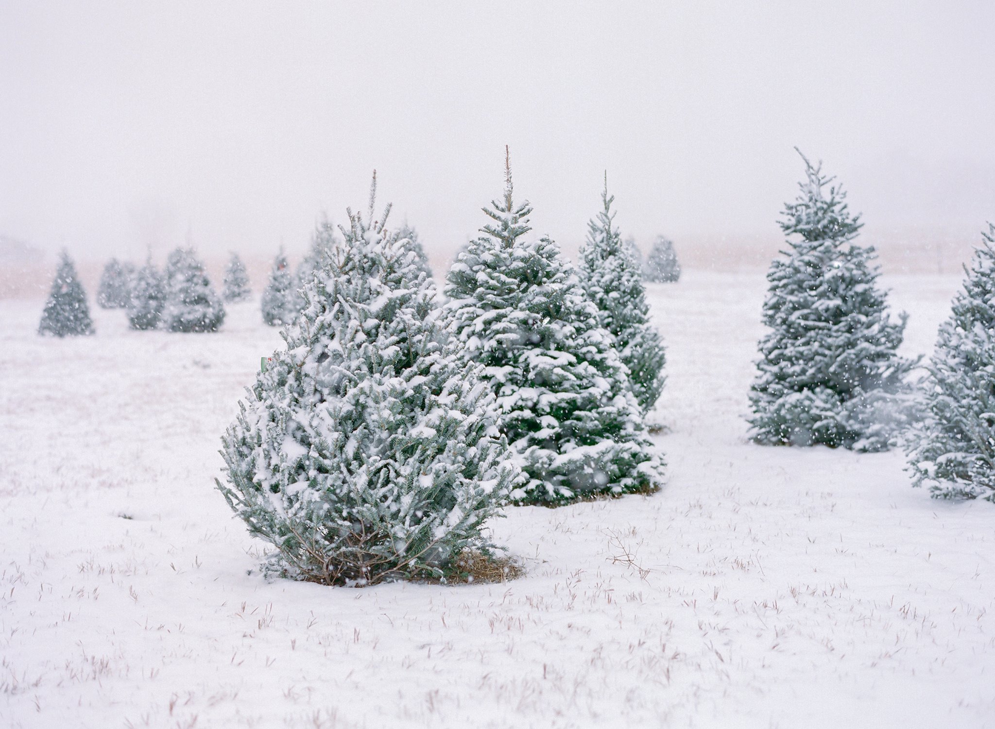 Colorado Christmas Tree Cutting 2021
