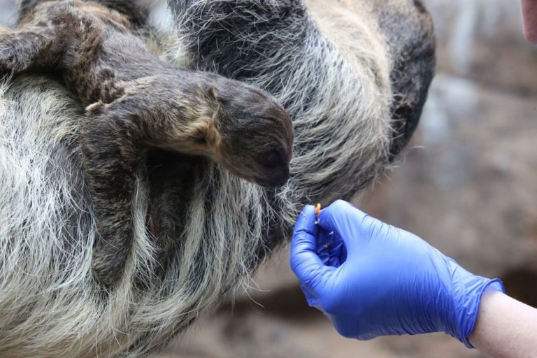 Sloth And Baby Ruth A Baby Sloth Was Just Born at the Denver Zoo - 303 Magazine