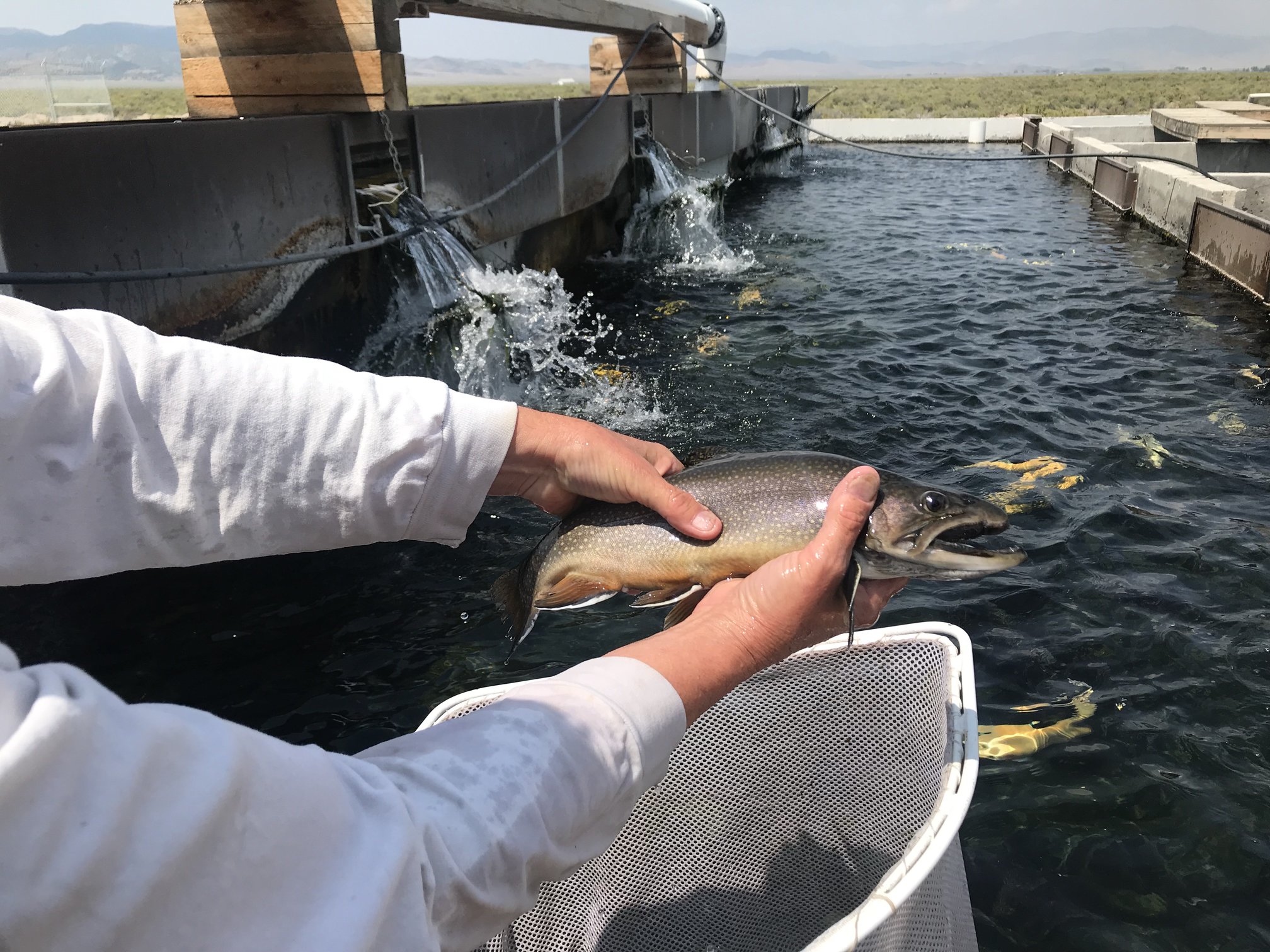 Aquaculture made easy for seafood buyers