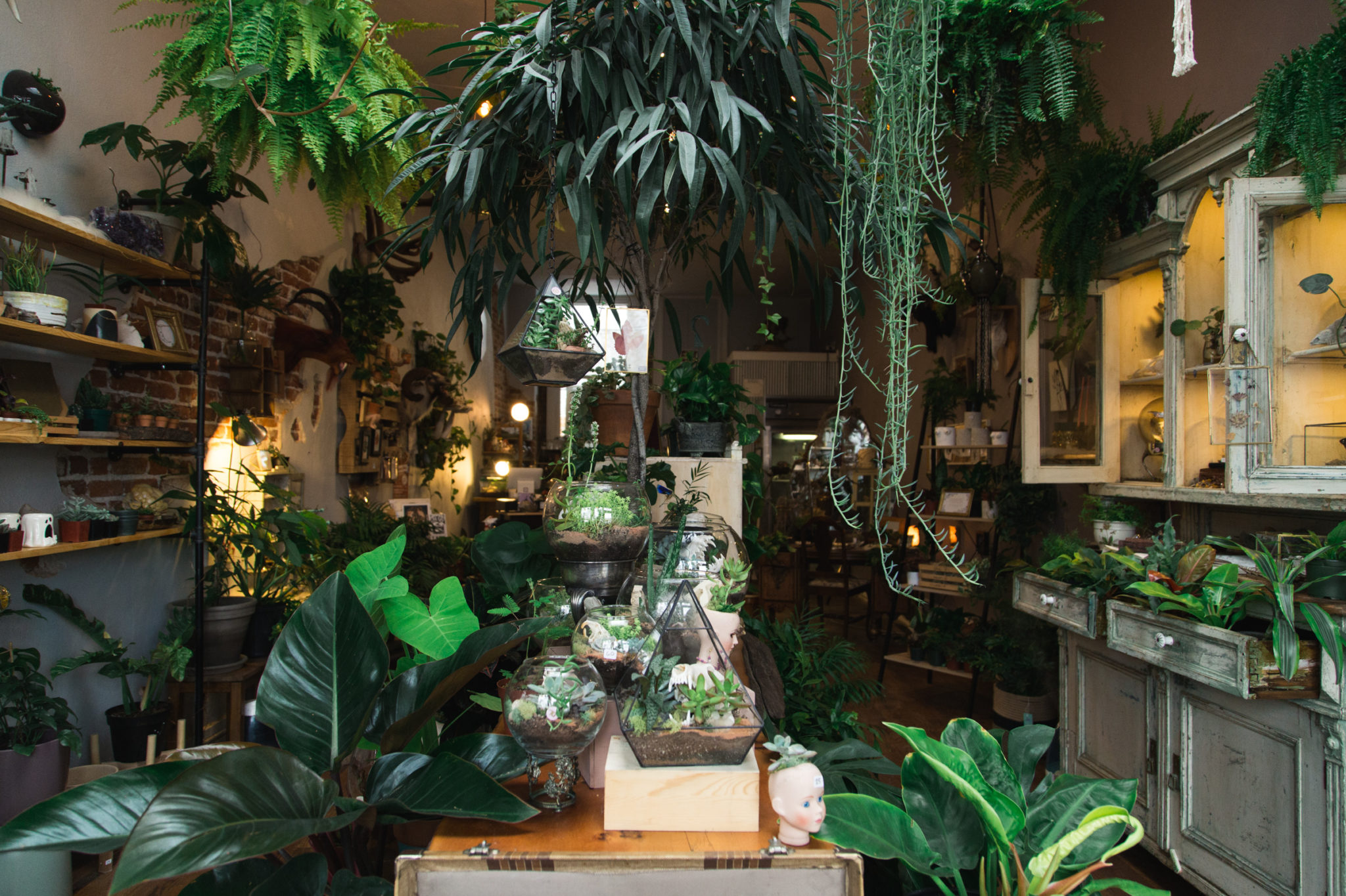 A New Terrarium Shop Brings Together Life and Death 303 Magazine