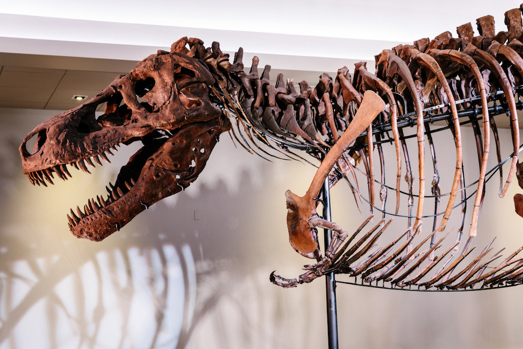Sue the T. rex has taken over Denver Museum of Nature & Science, and it's a  must-see