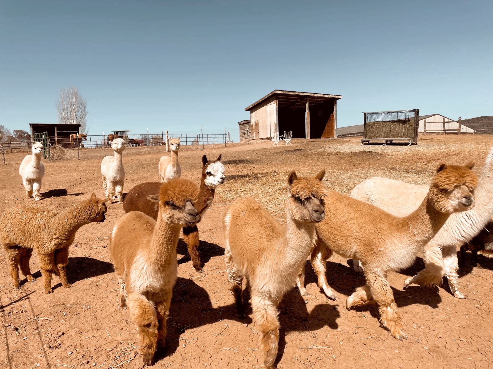 Carbondale, Cedar Ridge Ranch, Colorado Creative District, Mount Sopris, Marble Distillery, Jessica Hughes, Aspen, glamping