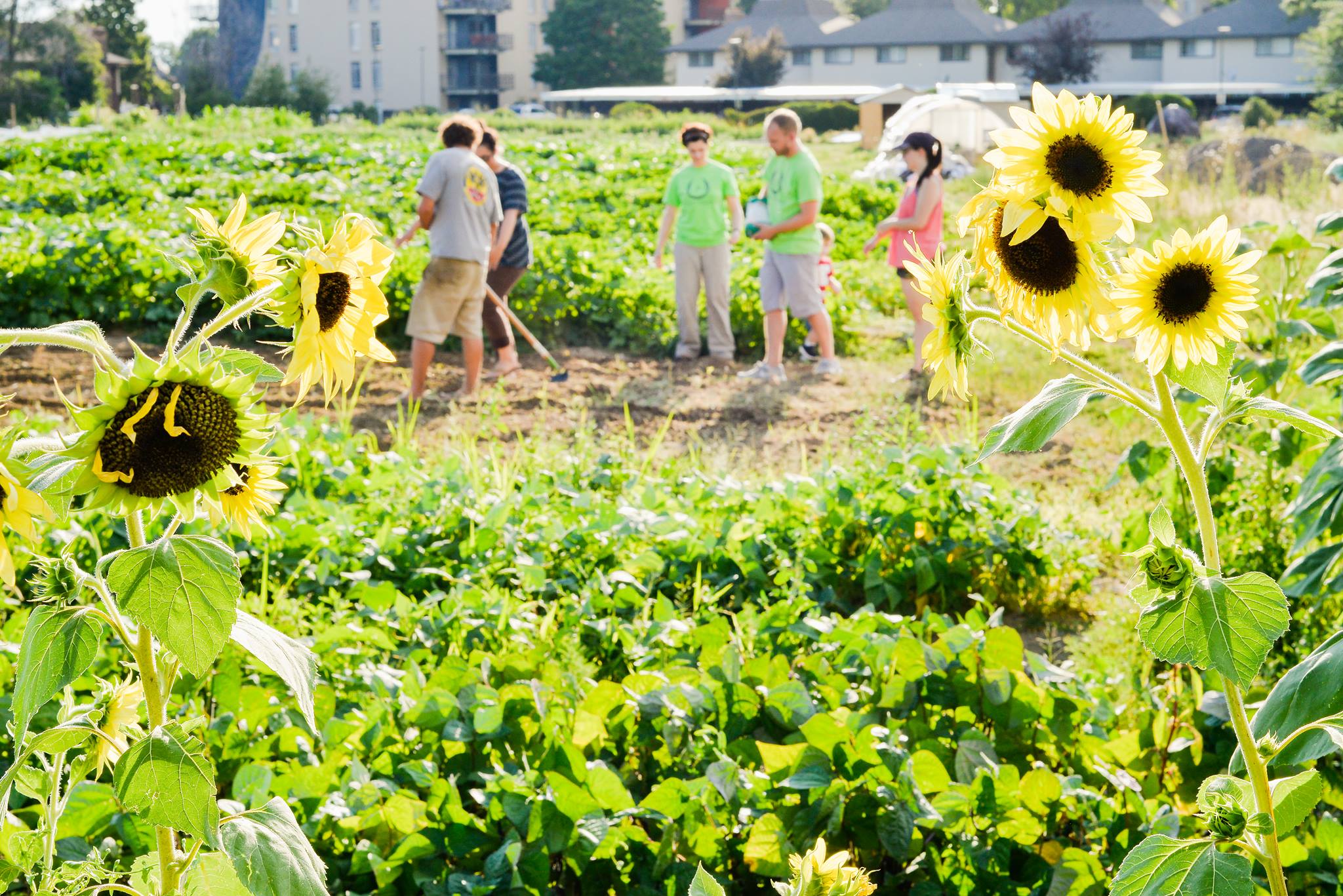 Ekar Farm, Urban Farms, Sustainability, Ellie Sullum