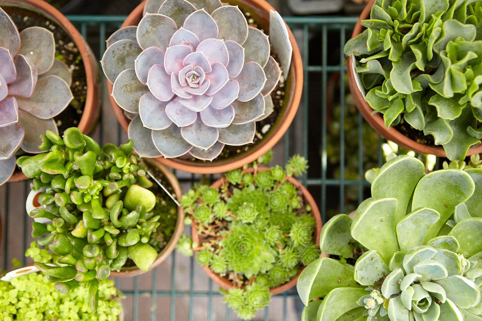Zascha Fox, 303 Magazine, Brian Coppom, Boulder, Colorado, Boulder County Farmers Market, Farmers Market, The Rockefeller Foundation, The Washington Post, Produce, Local Food, Farmers