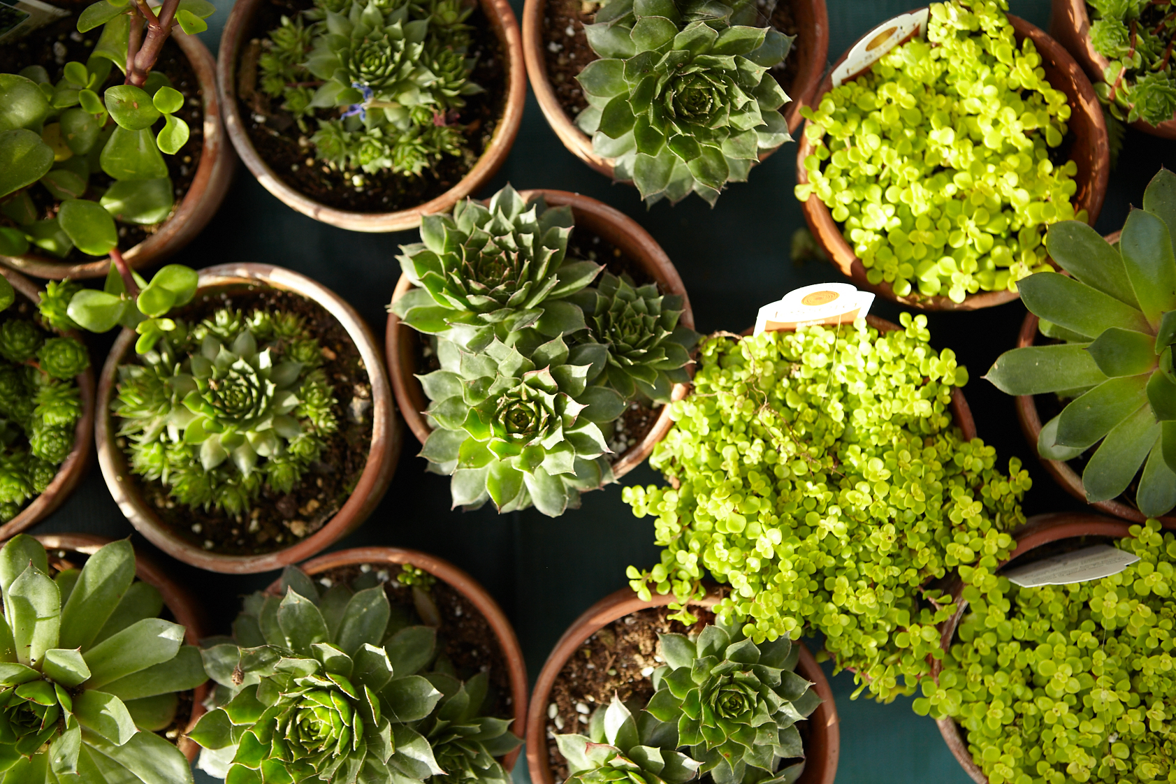 Zascha Fox, 303 Magazine, Brian Coppom, Boulder, Colorado, Boulder County Farmers Market, Farmers Market, The Rockefeller Foundation, The Washington Post, Produce, Local Food, Farmers