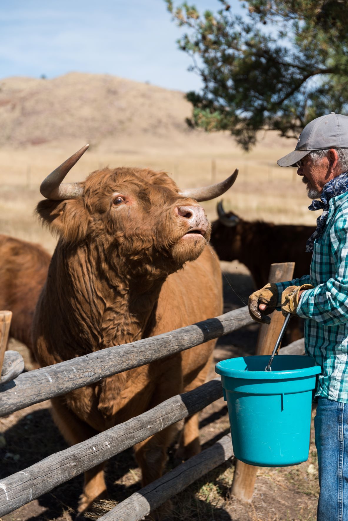 The Inn at Whiskey Belle Ranch, Red Feathers Lake, Colorado, Highland Cattle, Jessica Hughes, Colorado Ranch, Fort Collins, Forks Mercantile & Saloon