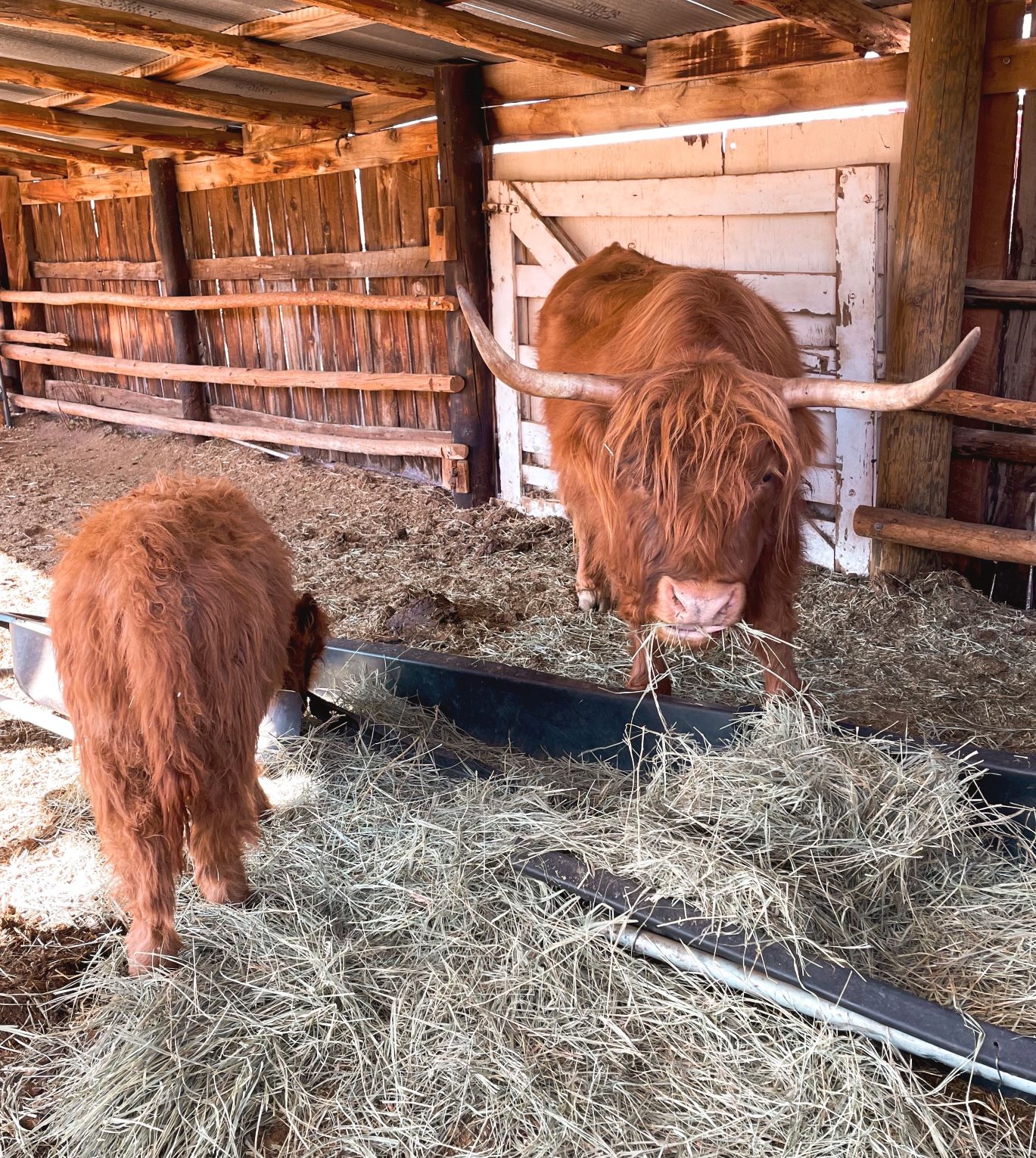 The Inn at Whiskey Belle Ranch, Red Feathers Lake, Colorado, Highland Cattle, Jessica Hughes, Colorado Ranch, Fort Collins, Forks Mercantile & Saloon