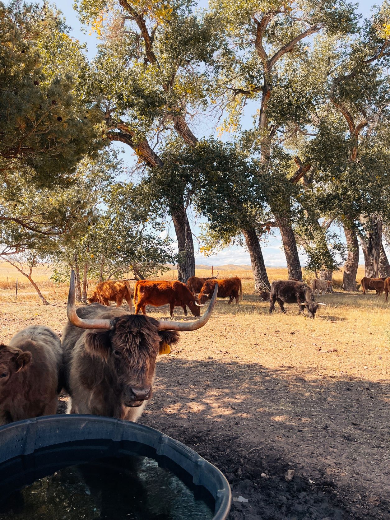 The Inn at Whiskey Belle Ranch, Red Feathers Lake, Colorado, Highland Cattle, Jessica Hughes, Colorado Ranch, Fort Collins, Forks Mercantile & Saloon