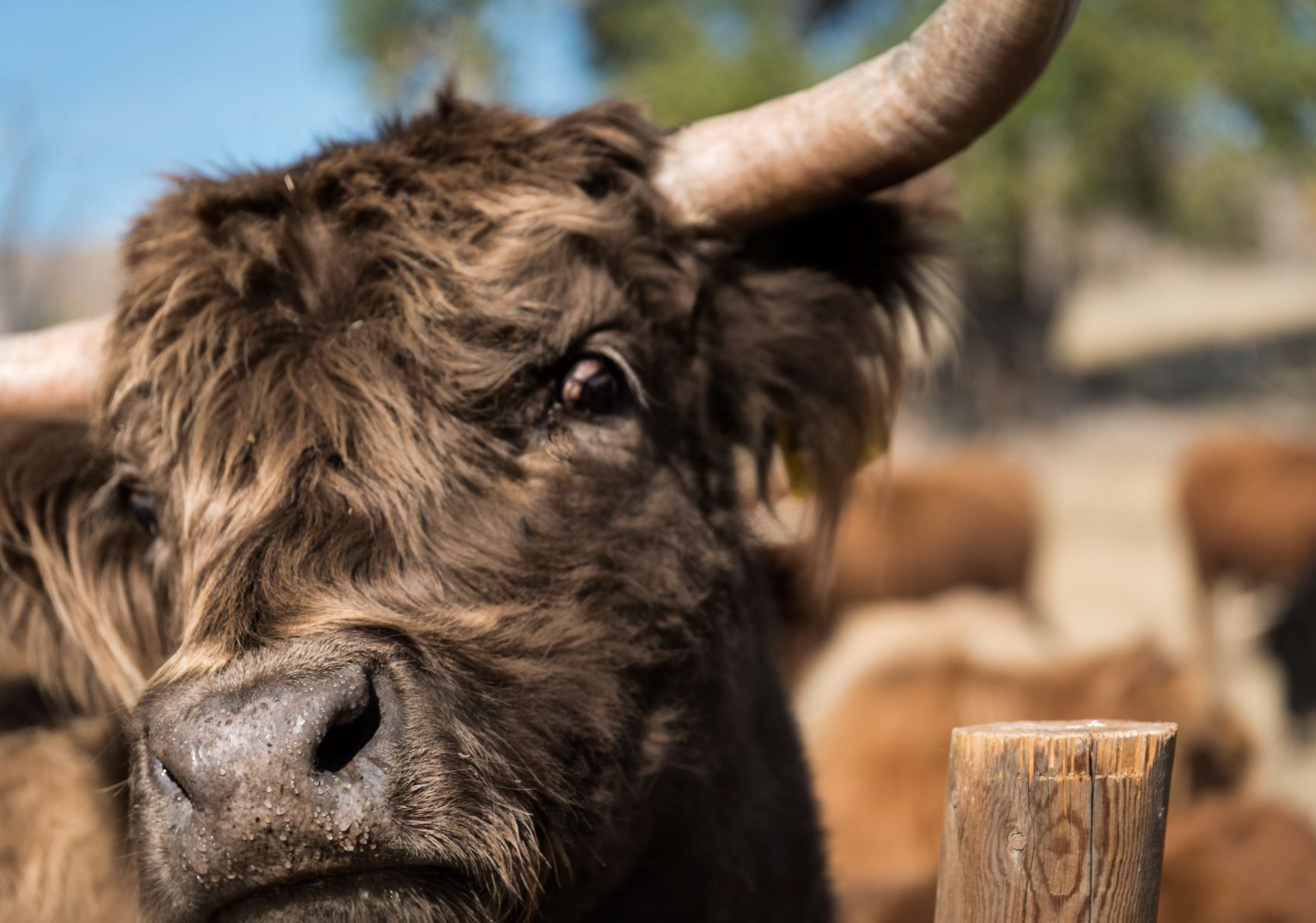 The Inn at Whiskey Belle Ranch, Red Feathers Lake, Colorado, Highland Cattle, Jessica Hughes, Colorado Ranch, Fort Collins, Forks Mercantile & Saloon